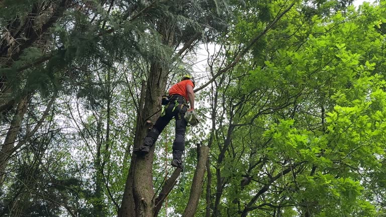 How Our Tree Care Process Works  in  Brunswick, NC